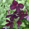 Clématite - Clematis Viticella Black Prince -Promesse De Fleurs Soldes Magasin Clematite Clematis viticella Black Prince IF 6814941 1