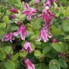Clématite - Clematis Viticella Etoile Rose -Promesse De Fleurs Soldes Magasin Clematite Clematis viticella Etoile Rose IF 6814971 1