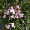 Clématite - Clematis Viticella Hagelby Pink -Promesse De Fleurs Soldes Magasin Clematite Clematis viticella Hagelby Pink IF 6814981 1