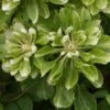 Clématite - Clematis Green Passion 1 Clématite - Clematis Green Passion -Promesse De Fleurs Soldes Magasin Clematite Green Passion 83600 1