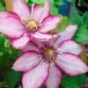 Clematite - Clematis Paradiso -Promesse De Fleurs Soldes Magasin Clematite Paradiso 83031 1
