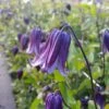 Clématite - Clematis Diversifolia Rooguchi -Promesse De Fleurs Soldes Magasin Clematite Roguchi 681520 2