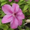 Clématite - Clematis SUCCESS® Candy 1 Clématite - Clematis SUCCESS® Candy -Promesse De Fleurs Soldes Magasin Clematite Success Candy 681515 1