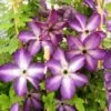Clématite - Clematis Venosa Violacea -Promesse De Fleurs Soldes Magasin Clematite Venosa 681438 1