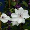 Clématite - Clematis White Pearl -Promesse De Fleurs Soldes Magasin Clematite White Pearl 83032 1