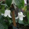 Clématite - Clematis Winter Beauty -Promesse De Fleurs Soldes Magasin Clematite Winter Beauty 771574 1