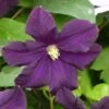 Clématite - Clematis Romantika -Promesse De Fleurs Soldes Magasin Clematite a grandes fleurs Romantika 83616 1