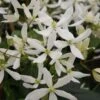 Clématite - Clematis Armandii Snowdrift -Promesse De Fleurs Soldes Magasin Clematite armandii Snowdrift 83607 1