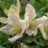 Clématite - Clematis Cirrhosa Winter Parasol -Promesse De Fleurs Soldes Magasin Clematite cirrhosa Winter Parasol 81572 1