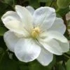 Clématite - Clematis Guernsey Cream -Promesse De Fleurs Soldes Magasin Clematite guernsey cream 681389 1