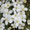 Clématite - Clematis Montana Spring Joy -Promesse De Fleurs Soldes Magasin Clematite montana Spring Joy 83603 1