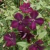 Clématite - Clematis Viticella Royal Velours -Promesse De Fleurs Soldes Magasin Clematite viticella Royal Velours 83612 2