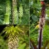 Collection 5 Eucomis 1 Collection 5 Eucomis -Promesse De Fleurs Soldes Magasin Collection 5 Eucomis 86085 1
