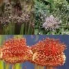 Collection 10 Alliums Etranges -Promesse De Fleurs Soldes Magasin Collection Alliums Etranges 82427 1