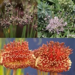 Collection 10 Alliums Etranges