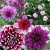Collection Dahlias Byzantins 1 Collection Dahlias Byzantins -Promesse De Fleurs Soldes Magasin Collection Dahlias Byzantins 83501 1