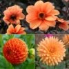 Collection Dahlias Vitamines -Promesse De Fleurs Soldes Magasin Collection Dahlias Vitamines 89592 1