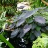 Colocasia Black Magic - Oreille D'Eléphant 1 Colocasia Black Magic - Oreille D'Eléphant -Promesse De Fleurs Soldes Magasin Colocasia Black magic 83271 1