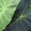 Colocasia Dragon Heart Giant - Oreille D'éléphant -Promesse De Fleurs Soldes Magasin Colocasia Dragon Heart Giant 83272 1 2