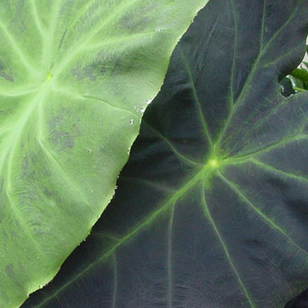 Colocasia Dragon Heart Giant - Oreille D'éléphant 3 Colocasia Dragon Heart Giant - Oreille D'éléphant