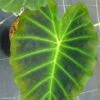 Colocasia Imperial Gigante - Oreille D'Eléphant -Promesse De Fleurs Soldes Magasin Colocasia Imperial Gigante 83273 1