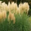 Cortaderia Selloana Mini Pampas Gold - Herbe De La Pampa -Promesse De Fleurs Soldes Magasin Cortaderia selloana Mini Gold Pampas Herbe de la pampa IF 17894 1