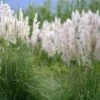 Cortaderia Selloana Mini Silver Pampas - Herbe De La Pampa Naine 2 Cortaderia Selloana Mini Silver Pampas - Herbe De La Pampa Naine -Promesse De Fleurs Soldes Magasin Cortaderia selloana Mini Silver Pampas Herbe de la pampa naine IF 17896 1