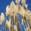 Cortaderia Selloana Sunningdale Silver -Promesse De Fleurs Soldes Magasin Cortaderia selloana Sunningdale Silver 81126 1