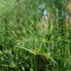 Cyperus Papyrus Cleopatra - Papyrus 2 Cyperus Papyrus Cleopatra - Papyrus -Promesse De Fleurs Soldes Magasin Cyperus papyrus Cleopatra 83288 1