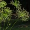 Cyperus Prolifer - Papyrus Nain -Promesse De Fleurs Soldes Magasin Cyperus prolifer Papyrus nain LD 18206 1