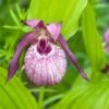 Cypripedium Lucy Pinkepank - Orchidée De Jardin Hybride, Sabot De Vénus -Promesse De Fleurs Soldes Magasin Cypripedium Lucy Pinkepank copyright 17362 1