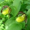 Cypripedium Calceolus - Sabot De Venus 1 Cypripedium Calceolus - Sabot De Venus -Promesse De Fleurs Soldes Magasin Cypripedium calceolus ld urjsa 80044 1