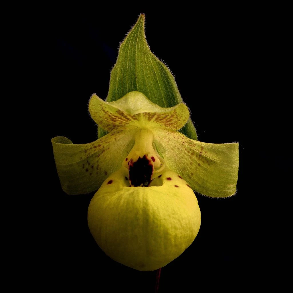 Cypripedium Flavum - Sabot De Vénus Jaune Pâle 3 Cypripedium Flavum - Sabot De Vénus Jaune Pâle
