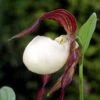 Cypripedium Kentuckiense - Sabot De Vénus Pourpre Et Ivoire -Promesse De Fleurs Soldes Magasin Cypripedium kentuckiense 80351 1 1