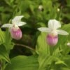 Cypripedium Reginae - Sabot De Venus -Promesse De Fleurs Soldes Magasin Cypripedium reginae 8159 1