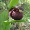 Cypripedium Smithii - Sabot De Vénus Rouge Pourpre -Promesse De Fleurs Soldes Magasin Cypripedium smithii 80349 1