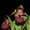 Cypripedium Tibeticum - Sabot De Vénus Rouge Pourpre -Promesse De Fleurs Soldes Magasin Cypripedium tibeticum 80350 1