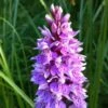 Dactylorhiza Maculata, Orchis Tacheté - Orchidée Terrestre Et Vivace -Promesse De Fleurs Soldes Magasin Dactylorhiza maculata 8161 1