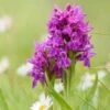 Dactylorhiza Purpurella, Orchis Pourpre - Orchidée Vivace De Jardin -Promesse De Fleurs Soldes Magasin Dactylorhiza purpurella copyright 8163111 1