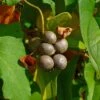 Igname De Chine - Dioscorea Batatas -Promesse De Fleurs Soldes Magasin Dioscorea polystachya 89860 1