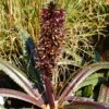Eucomis Freckles - Eucomide Panachée 1 Eucomis Freckles - Eucomide Panachée -Promesse De Fleurs Soldes Magasin Eucomis Freckles V 5029 1