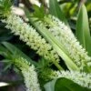 Eucomis Playa Blanca® - Eucomide -Promesse De Fleurs Soldes Magasin Eucomis Playa Blanca V 4189 1