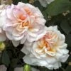 Rosier Ancien Gruss An Aachen -Promesse De Fleurs Soldes Magasin GRUSS AN AACHEN 822672 1