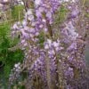 Glycine De Chine Caroline - Wisteria Sinensis -Promesse De Fleurs Soldes Magasin Glycine de Chine Caroline Wisteria sinensis 83657 1