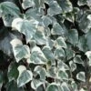 Lierre Des Canaries - Hedera Algeriensis Gloire De Marengo -Promesse De Fleurs Soldes Magasin Hedera algeriensis Gloire de Marengo 83634 1