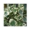 Lierre Commun - Hedera Helix Marginata Elegantissima -Promesse De Fleurs Soldes Magasin Hedera helix Marginata Elegantissima 83633 1