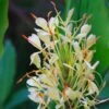 Hedychium Dixter (Tresco) - Longose - Gingembre D'ornement -Promesse De Fleurs Soldes Magasin Hedychium Dixter Tresco Longose Gingembre d ornement copyright 18039 1