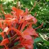 Hedychium Rubrum (deceptum) - Gingembre D'ornement -Promesse De Fleurs Soldes Magasin Hedychium rubrum deceptum Gingembre d ornement V 18042 1