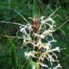 Hedychium Villosum Var. Tenuiflorum - Gingembre D'ornement -Promesse De Fleurs Soldes Magasin Hedychium villosum Tenuiflorum Gingembre d ornement V 18037 1