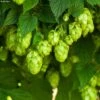 Houblon HOPS (Humulus) - Véritable Houblon De Brassage 1 Houblon HOPS (Humulus) - Véritable Houblon De Brassage -Promesse De Fleurs Soldes Magasin Houblon HOPS Humulus Veritable houblon de brassage copyright 17596 1